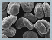 Anoden-Material BPP kugelförmiges Graphitfür Lithium-Batterie
